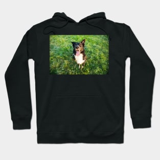 Happy Border Collie Hoodie